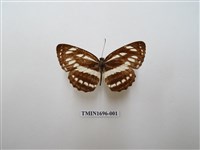 藏品(豆環蛺蝶)的圖片